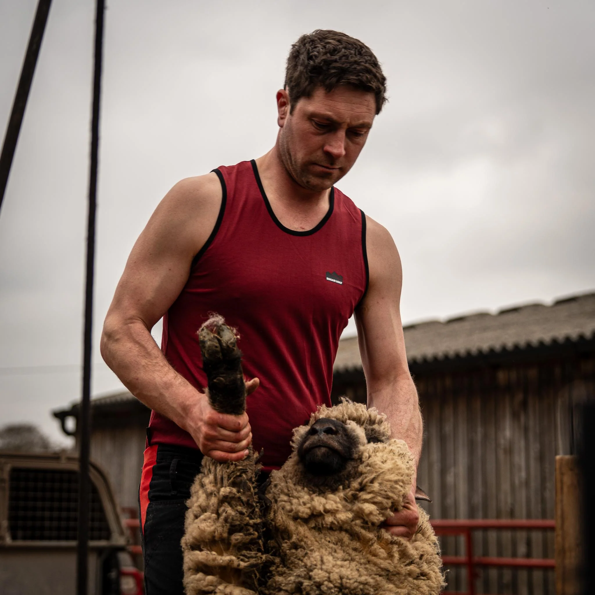 Sugar Loaf Shearing Singlet - Burgundy/Black - Image 2